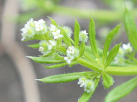 Galium spurium var. echinospermon