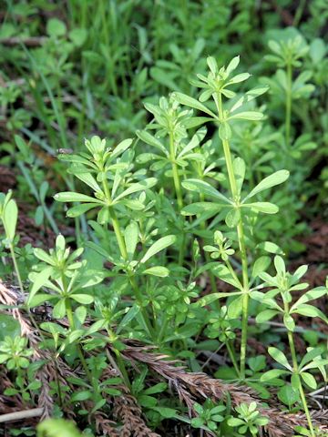 Galium spurium var. echinospermon