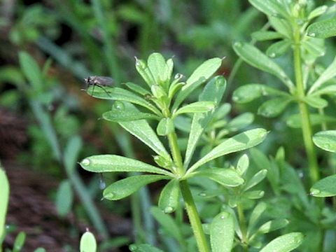 Galium spurium var. echinospermon