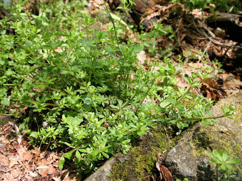 Galium spurium var. echinospermon