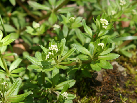 Galium spurium var. echinospermon