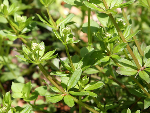 Galium spurium var. echinospermon