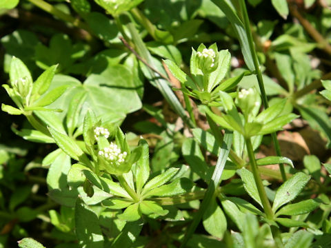 Galium spurium var. echinospermon