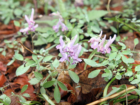 Corydalis lineariloba