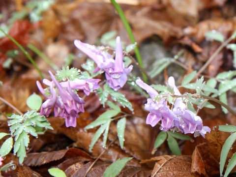 Corydalis lineariloba