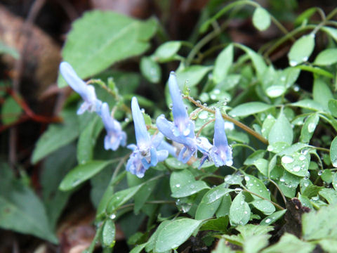 Corydalis lineariloba