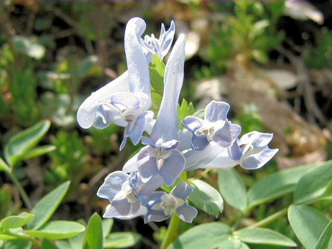 Corydalis lineariloba