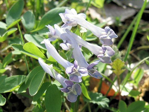 Corydalis lineariloba