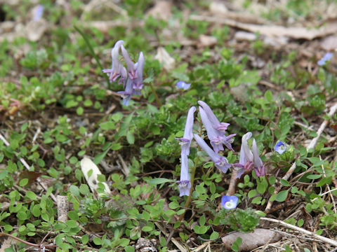 Corydalis lineariloba