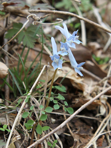 Corydalis lineariloba