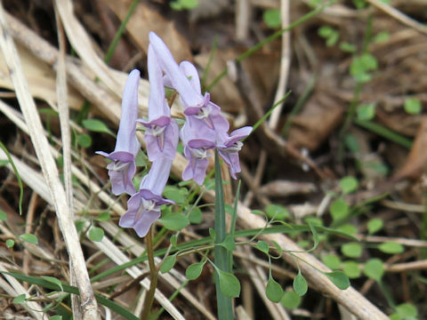 Corydalis lineariloba