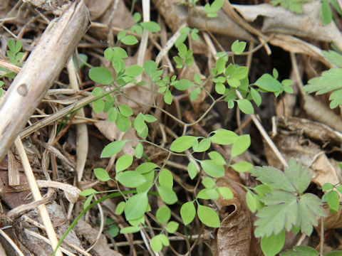 Corydalis lineariloba