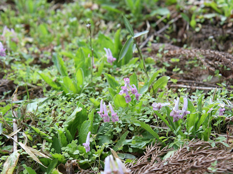 Corydalis lineariloba