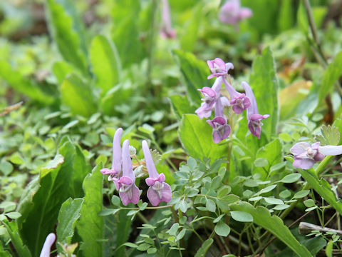 Corydalis lineariloba