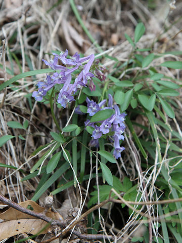 Corydalis lineariloba