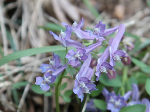 Corydalis lineariloba