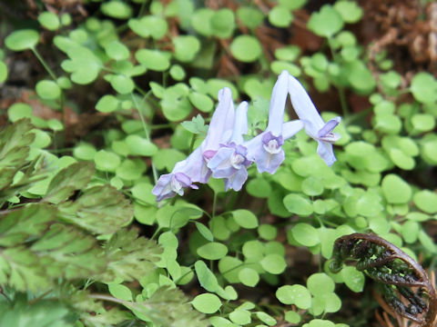 Corydalis lineariloba