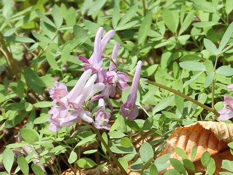 Corydalis lineariloba