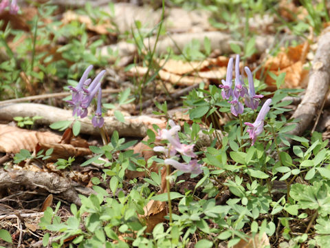 Corydalis lineariloba