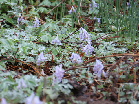 Corydalis lineariloba