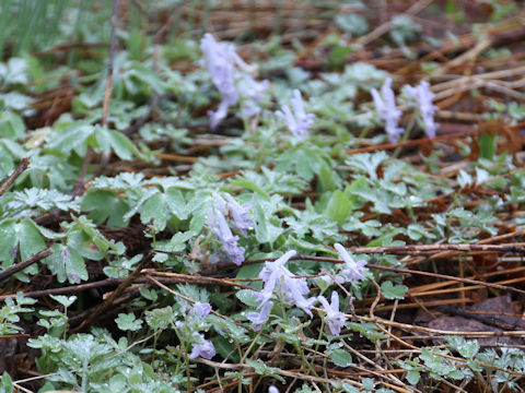 Corydalis lineariloba