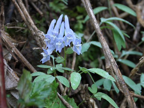 Corydalis lineariloba