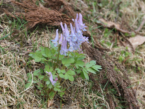 Corydalis lineariloba