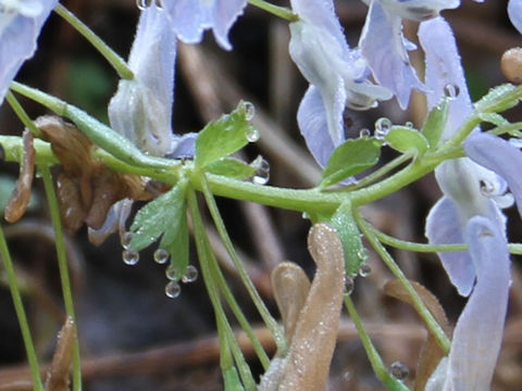 Corydalis lineariloba