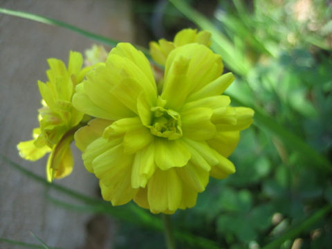 Oxalis pes-caprae f. pleniflora