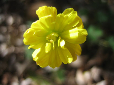 Oxalis pes-caprae f. pleniflora