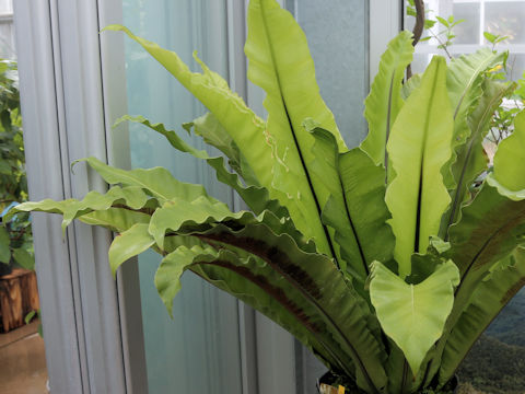 Asplenium setoi