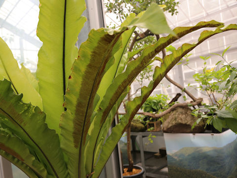 Asplenium setoi