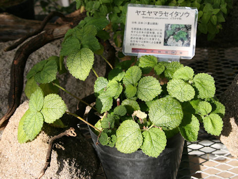 Boehmeria yaeyamensis