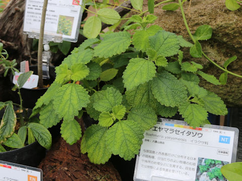 Boehmeria yaeyamensis