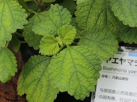 Boehmeria yaeyamensis
