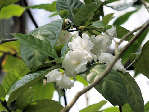 Tabernaemontana divaricata cv. Flore Pleno