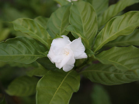 Tabernaemontana divaricata cv. Flore Pleno