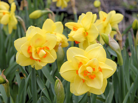 Narcissus cv. Tahiti