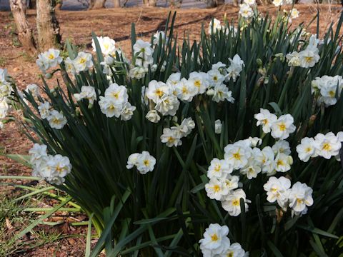 Narcissus cv. Winston Churchill