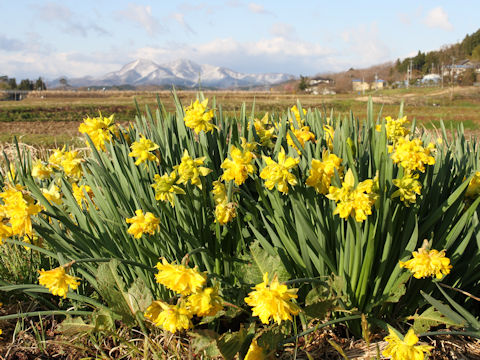 Narcissus cv. Van Sion