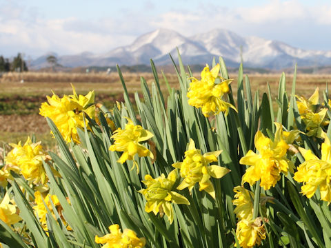 Narcissus cv. Van Sion