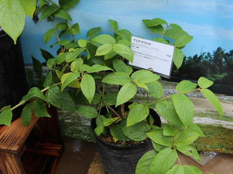 Deutzia yaeyamensis
