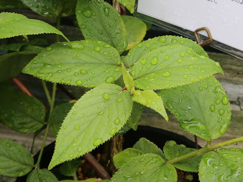 Deutzia yaeyamensis