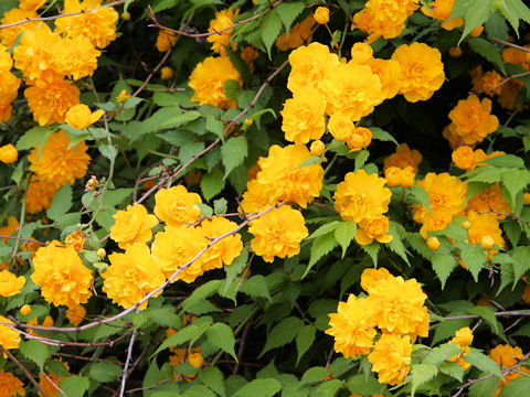 Kerria japonica f. plena