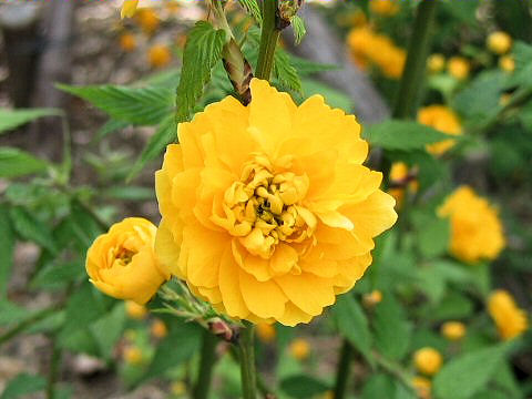 Kerria japonica f. plena