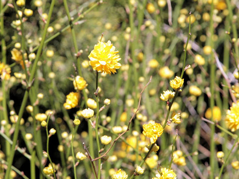 Kerria japonica f. plena