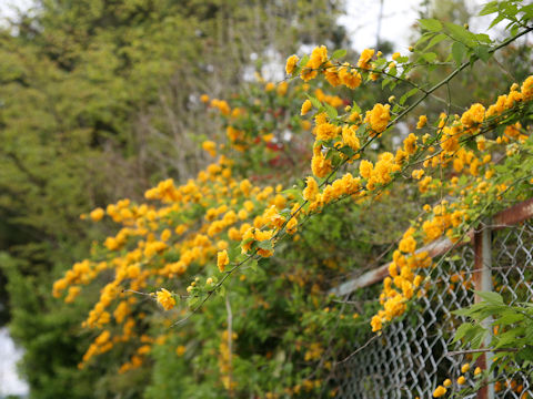 Kerria japonica f. plena