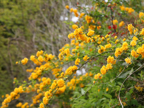 Kerria japonica f. plena