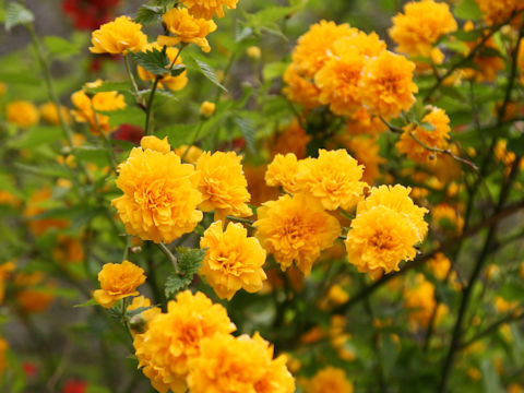 Kerria japonica f. plena