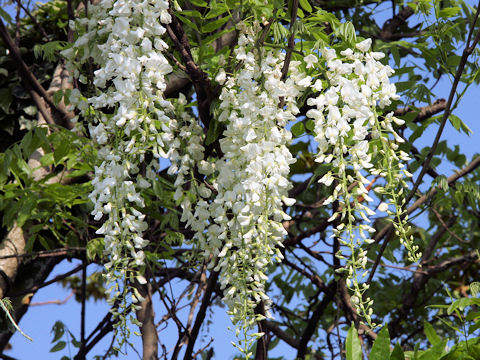 Wisteria brachbotrys cv. Kapitan